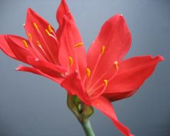 Tapeta Nature Flowers 194.jpg